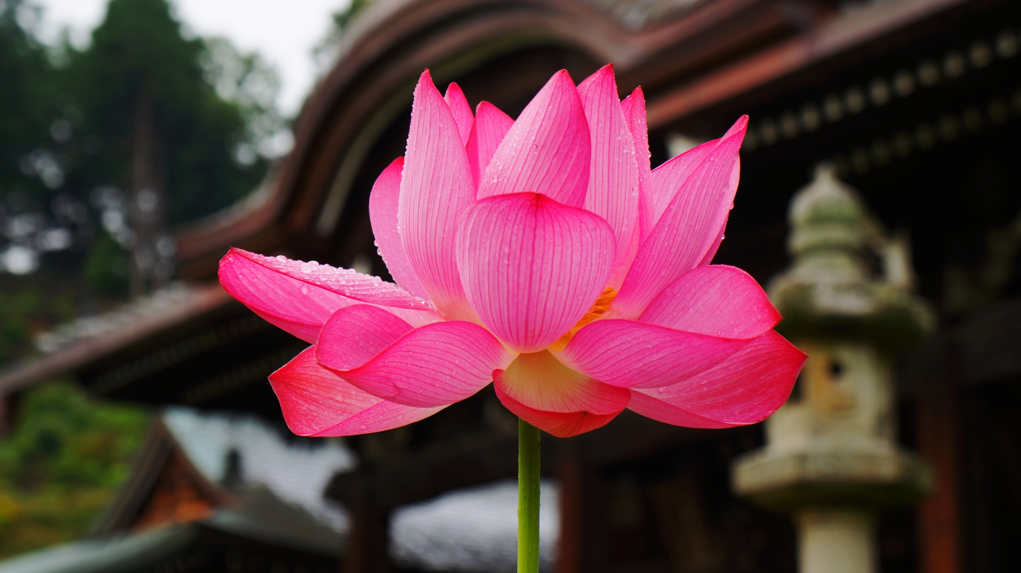 雨で輝く華やかな蓮の花と緑　三室戸寺の夏の彩り