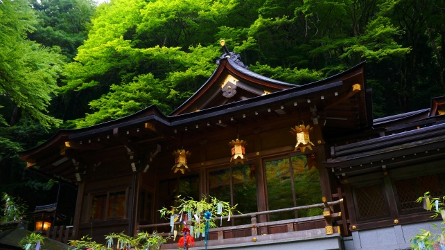 貴船神社の本宮の夕暮れ時の七夕笹飾りライトアップと青紅葉