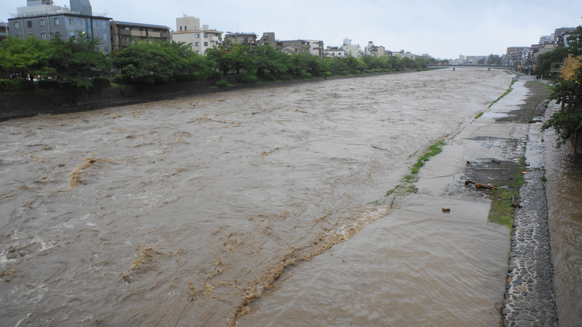 団栗橋から眺めた五条方面の台風11号の大雨で増水した鴨川