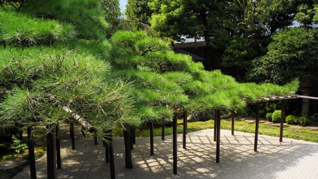 京都島原の角屋の圧巻の臥龍松の庭