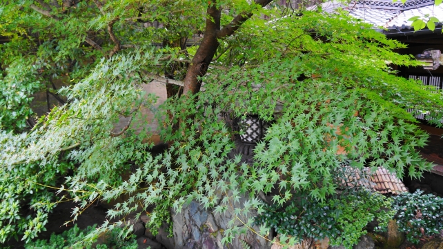 京都島原角屋の臥龍松の庭と青紅葉