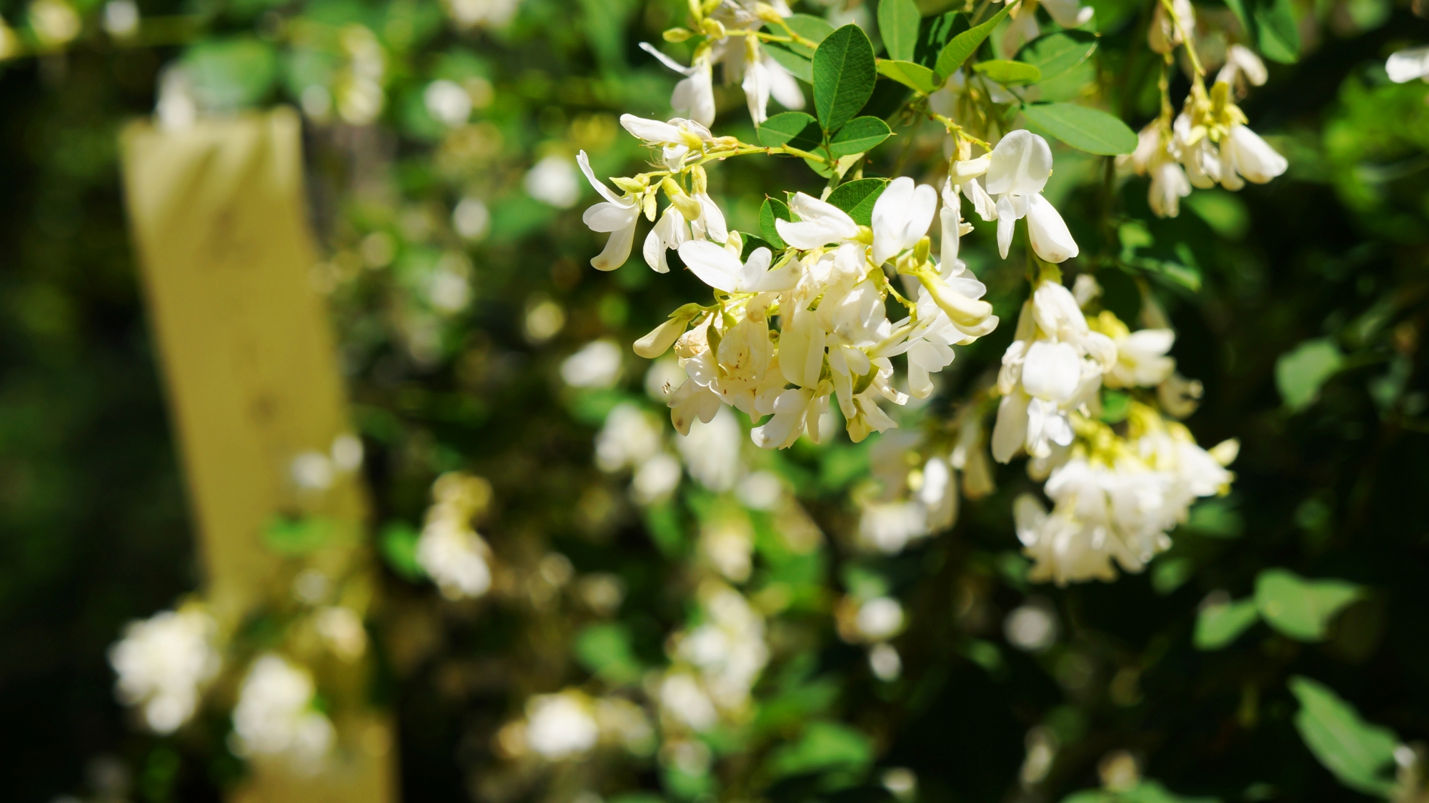 梨木神社の華やかな白い萩の花