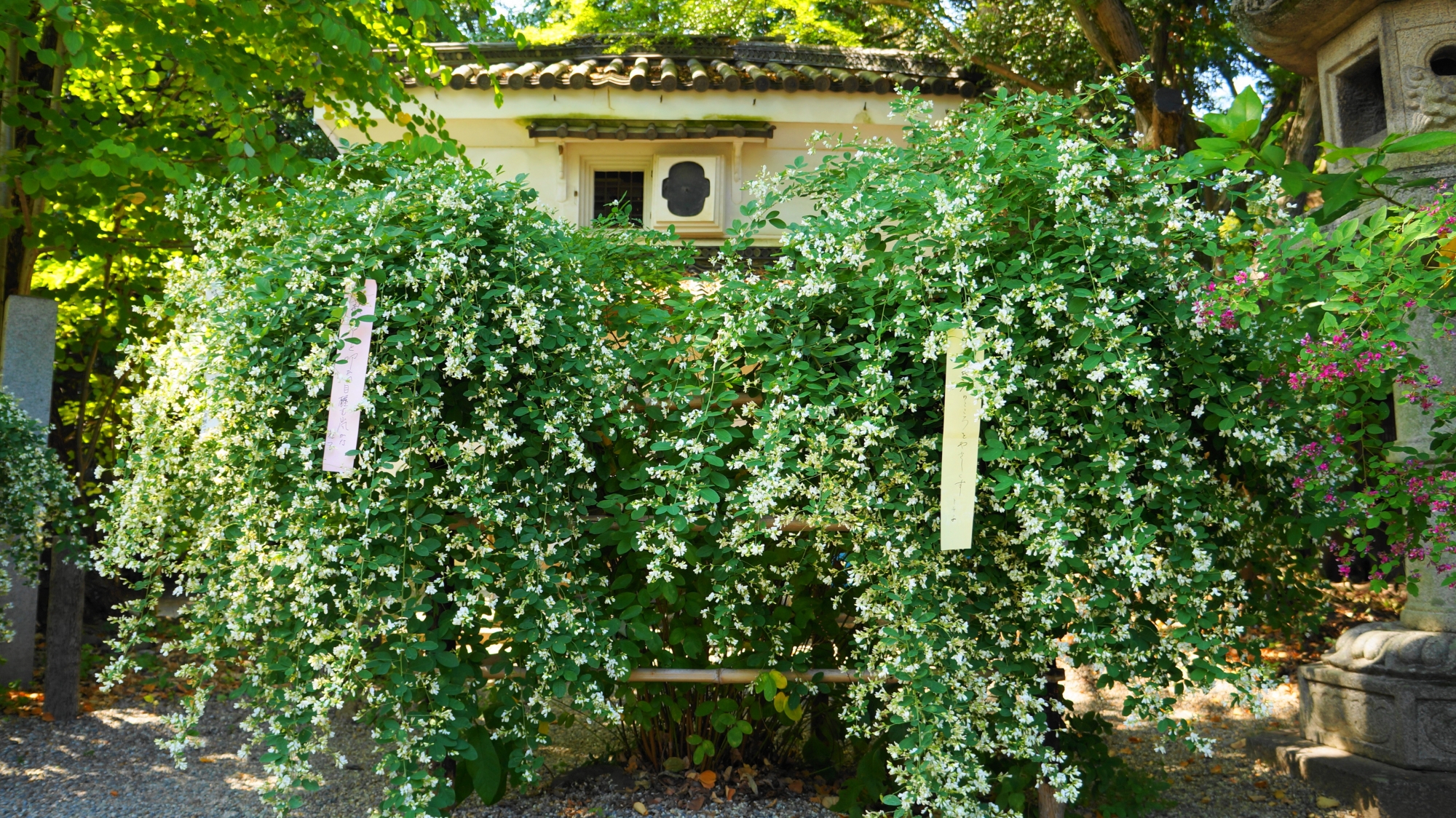 梨木神社の深い緑を華やぐ萩の花