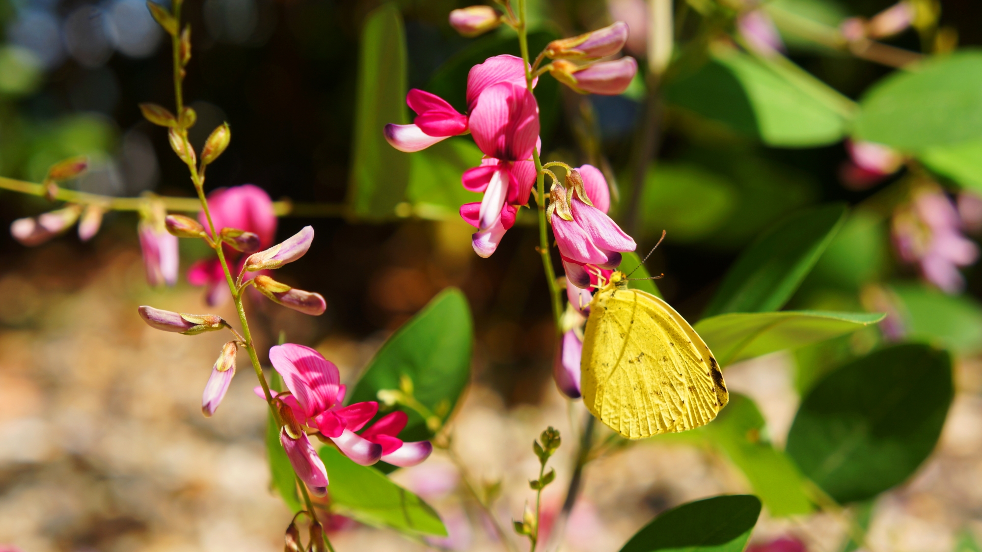 萩の花で戯れる梨木神社の黄色い蝶