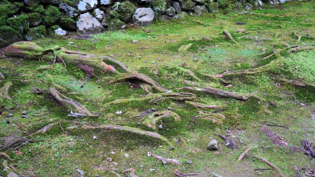 栂尾高山寺の石水院への参道の木の根道