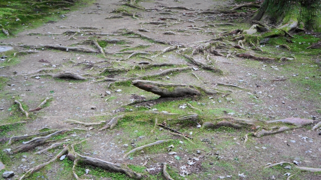 高山寺の石水院への参道の木の根