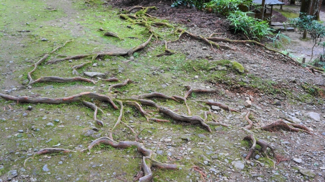 高山寺の開山堂への参道の木の根