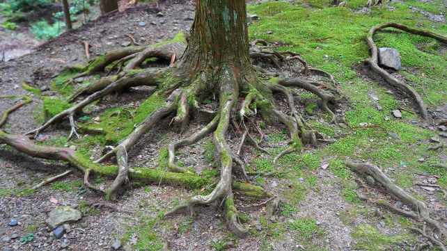 高山寺の石水院参道の木の根