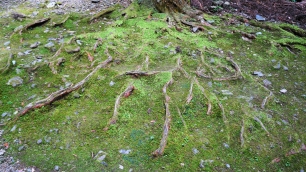 高山寺の参道の木の根