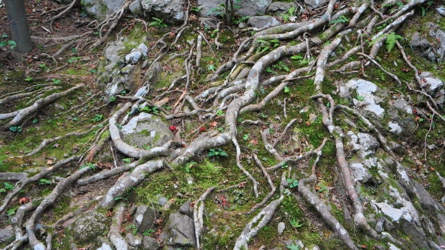 高山寺の石水院付近の参道の木の根