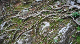 石水院付近参道の木の根