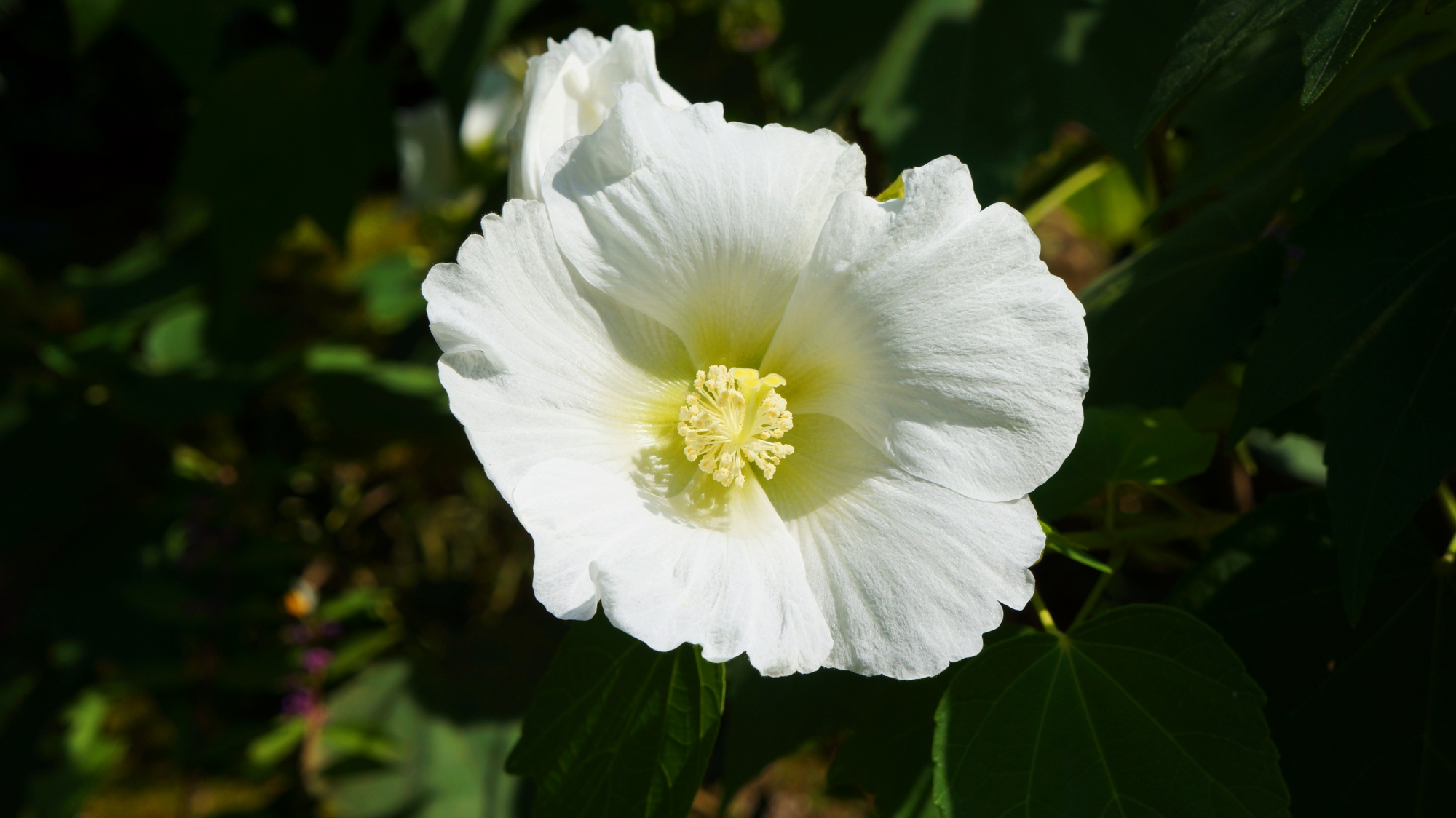 達磨寺の爽やかな白い芙蓉の花