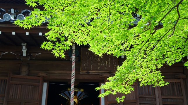 長楽寺の本堂と美しい青紅葉