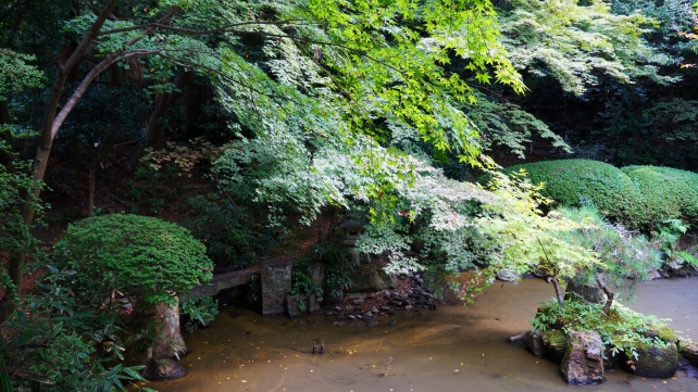 長楽寺の庭園（相阿弥作の園池）の美しい青紅葉 2014年10月