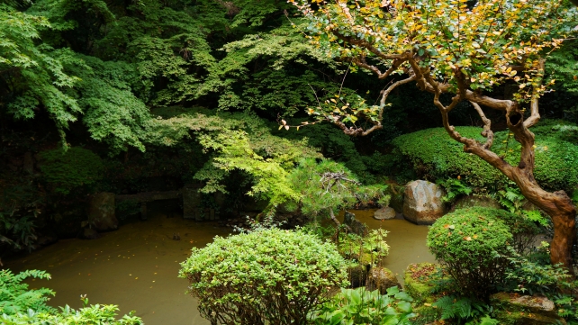 長楽寺の相阿弥作の園池の庭園の綺麗な青紅葉
