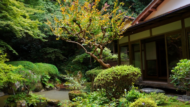 東山の長楽寺の庭園（相阿弥作の園池）の優美な青紅葉