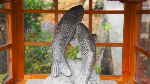 松尾大社　幸運の双鯉