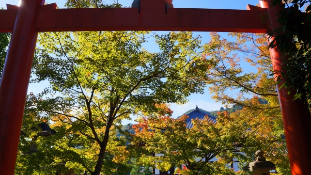 天龍寺の八幡社鳥居付近の青紅葉