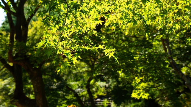 天龍寺の庭園の青もみじ 2014年10月