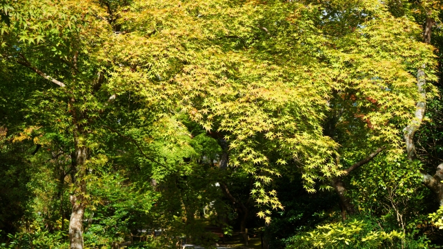 天龍寺の望京の丘付近の優雅な青紅葉