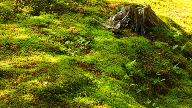 天龍寺の庭園の緑の苔