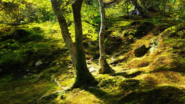 京都天龍寺の庭園の見事な苔
