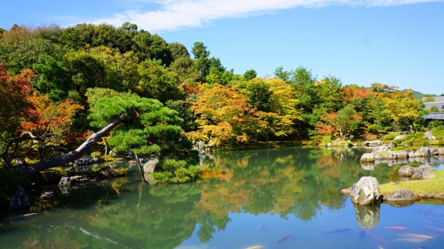 京都天龍寺の曹源池庭園の綺麗な青もみじ