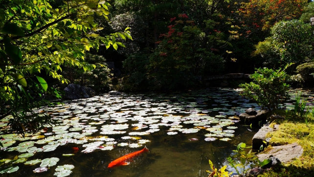 金地院の弁天池の鯉