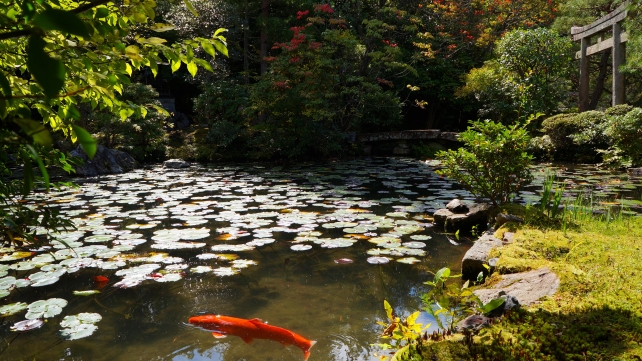 金地院の綺麗な弁天池の鯉