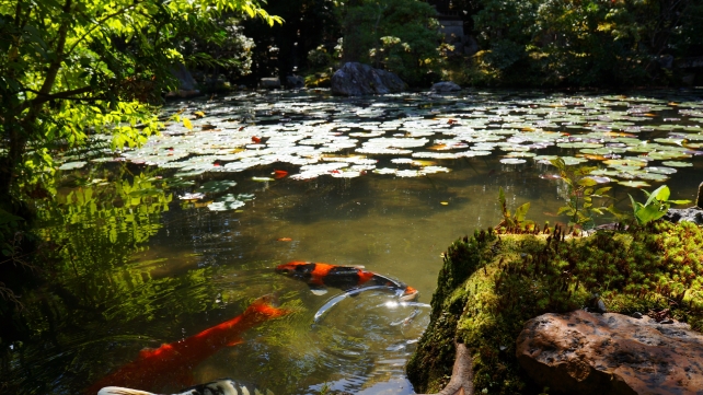 南禅寺塔頭金地院の美しい弁天池の鯉