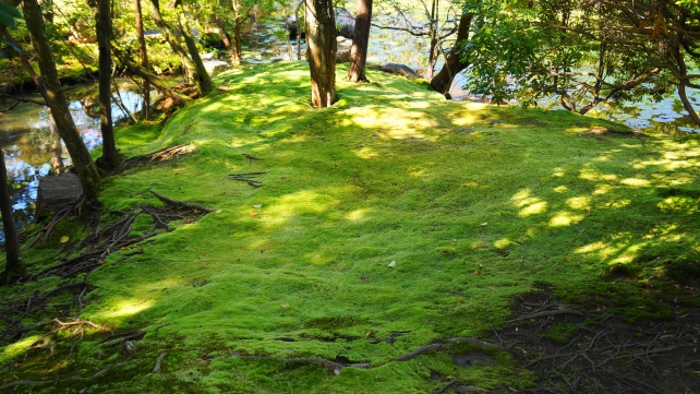 金地院の弁天池畔の緑の苔