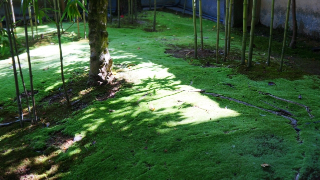 南禅寺金地院の弁天池横の参道の趣きある苔