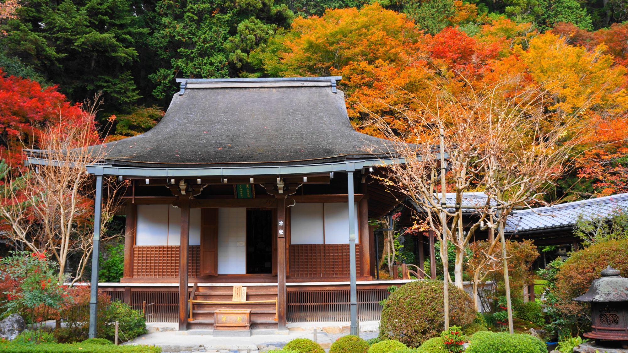 寂光院 紅葉　京都大原の鮮やかな秋の彩り