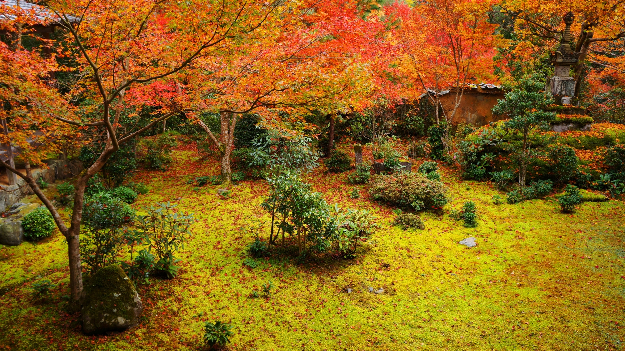 西明寺 紅葉　苔を彩る散りもみじと癒しの空間