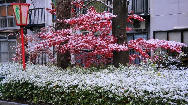 木屋町通の四条から五条にかけての綺麗な雪と鮮やかな紅葉