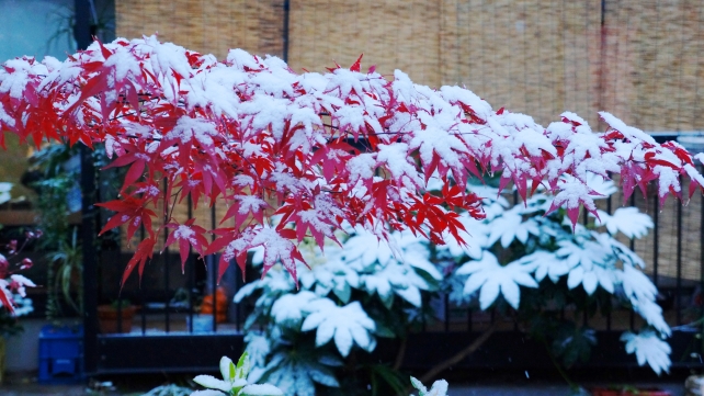 Kyoto Kiyamachi-Street snow autumn leaves 四条 五条 雪景色