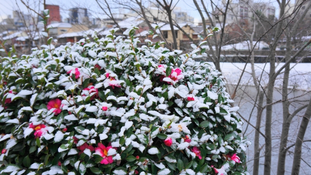 鴨川の冬美しい雪景色
