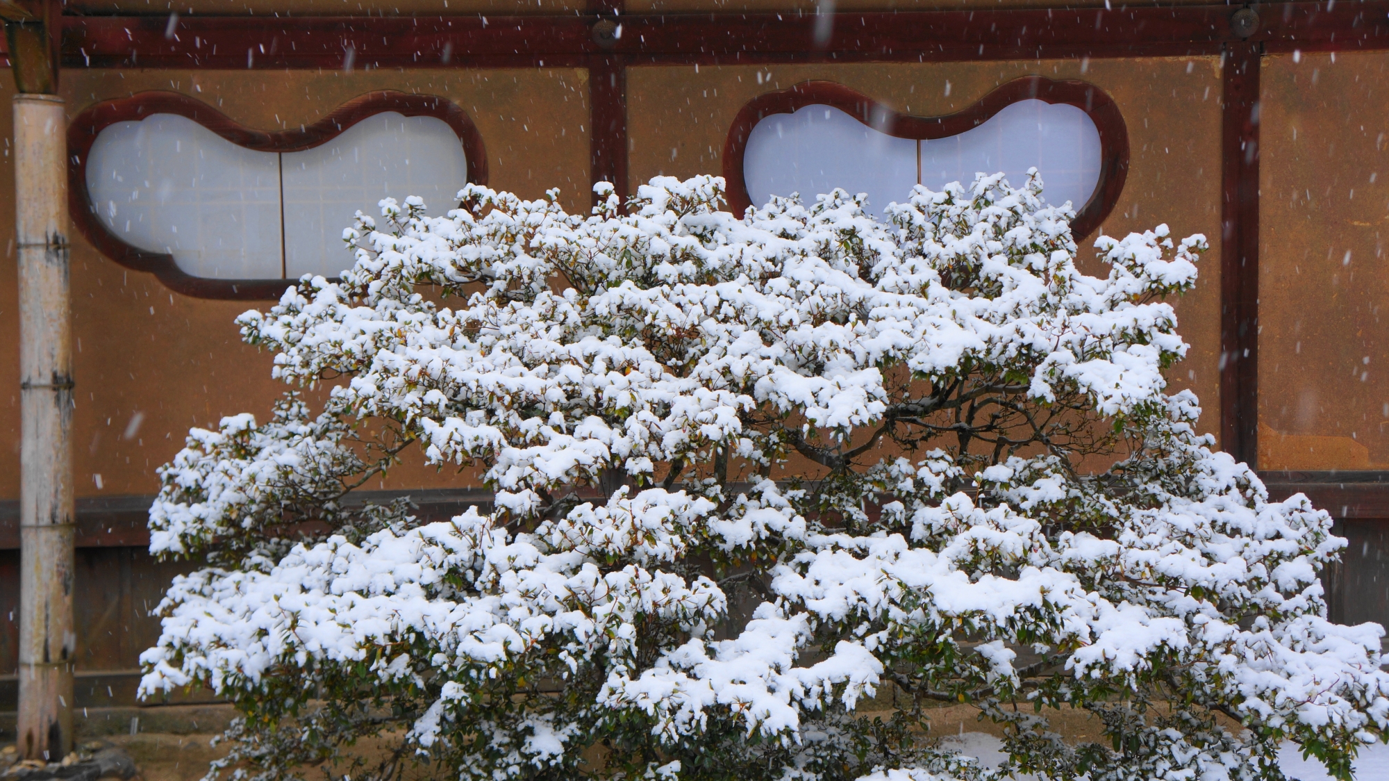 詩仙堂の雪化粧したキリシマツツジと独特の形をした趣きある窓