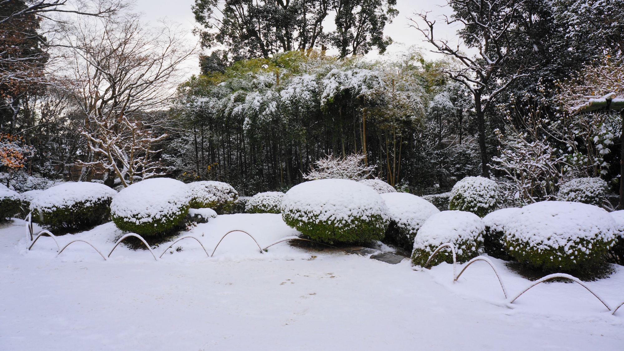 竹林とサツキの刈り込みの雪景色