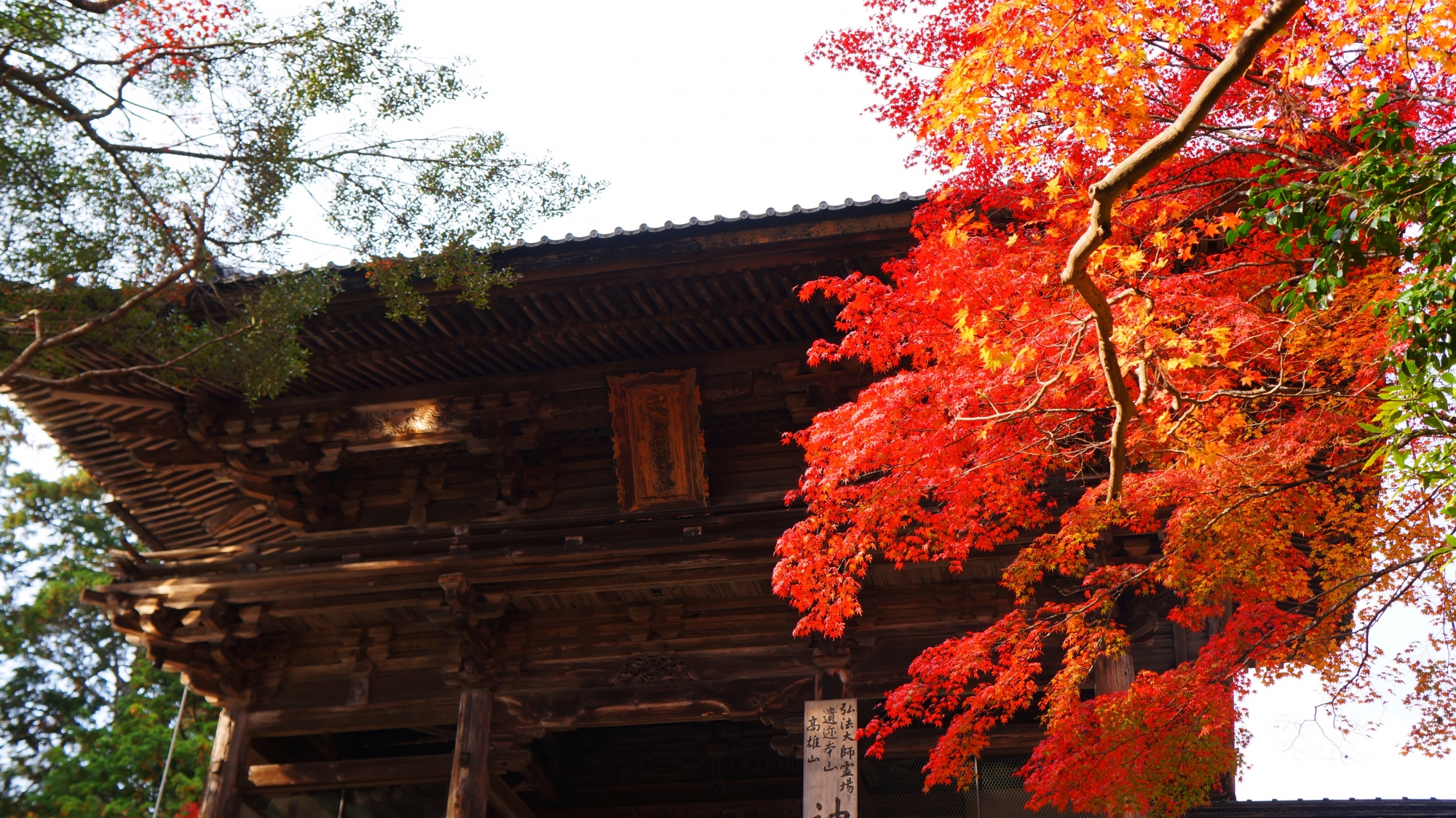 神護寺の楼門と鮮やかな紅葉