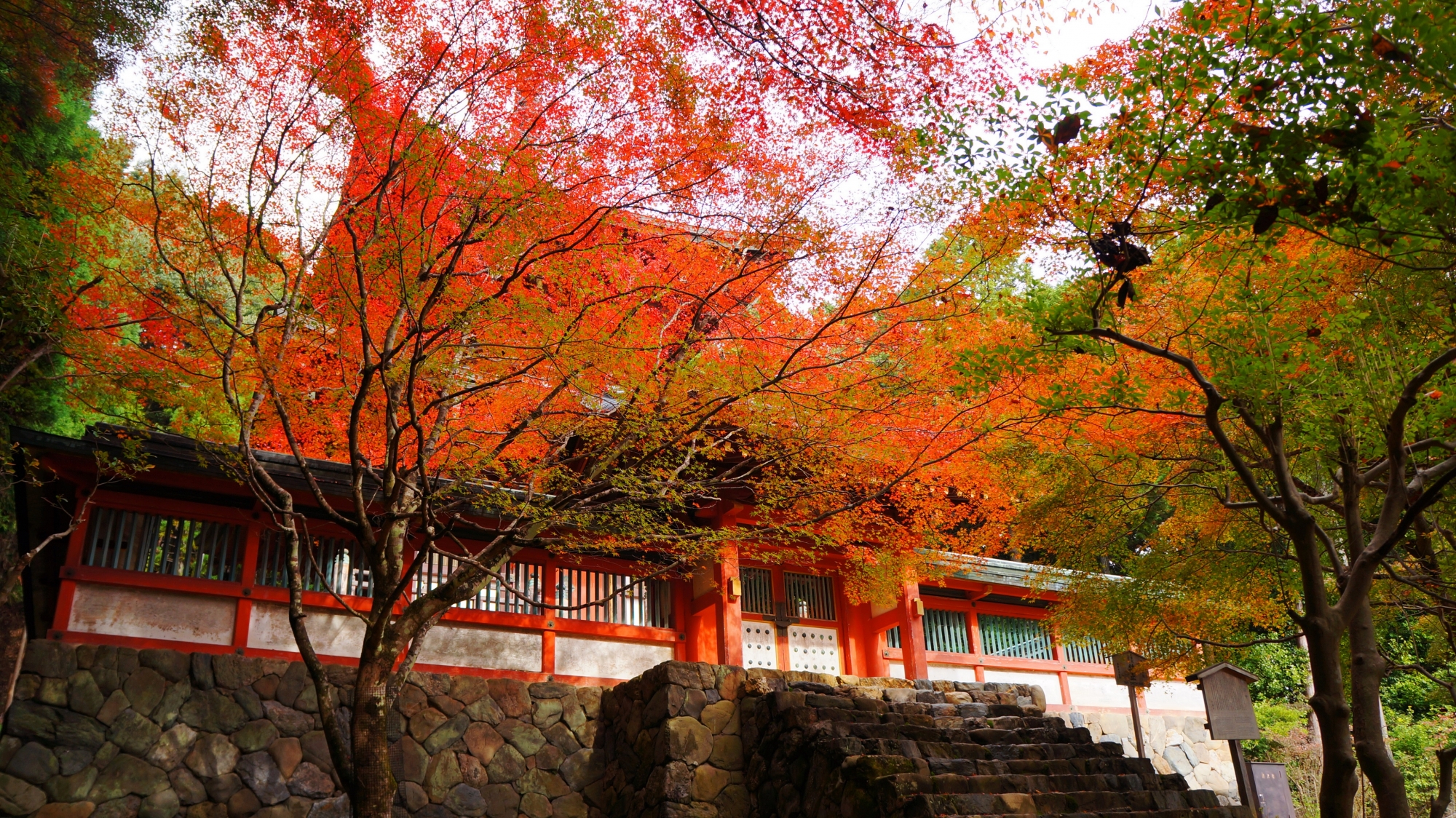 神護寺の多宝塔とほのかに色づく紅葉