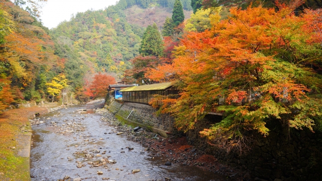 清滝川の高雄橋付近の見ごろの紅葉