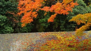 清滝川の高雄橋付近の見ごろの紅葉