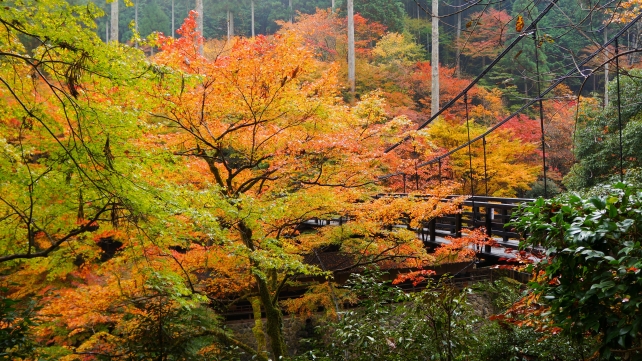 高雄清滝川のつり橋（もみぢばし）と見頃の紅葉