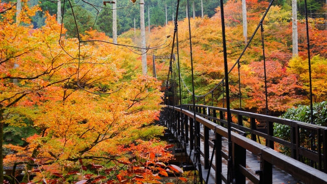 高雄清滝川のつり橋（もみぢばし）と見ごろの紅葉