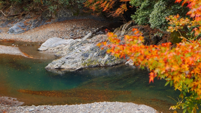 紅葉につつまれた高雄清滝川の灌頂橋付近