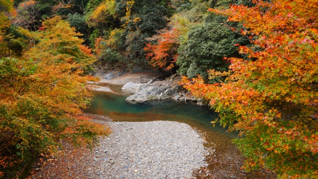 高雄清滝川の灌頂橋付近の見ごろの紅葉