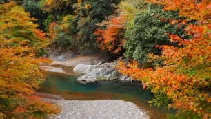清滝川の灌頂橋付近の見ごろの紅葉 2014年