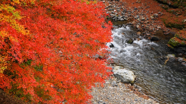 紅葉の時期の清滝川の灌頂橋付近