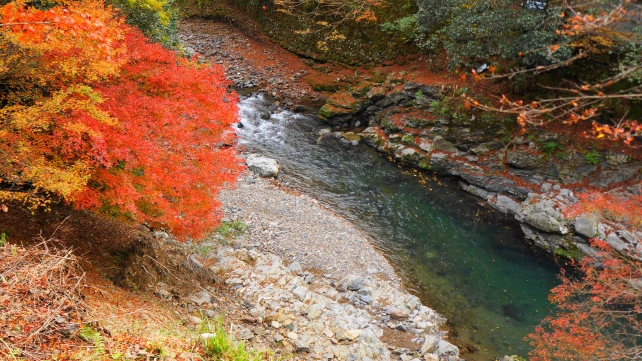 清滝川の灌頂橋付近の見ごろの紅葉